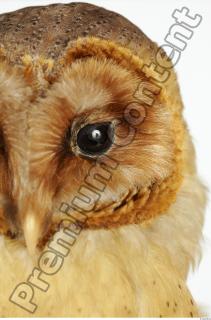 Barn owl - Tyto alba  0054